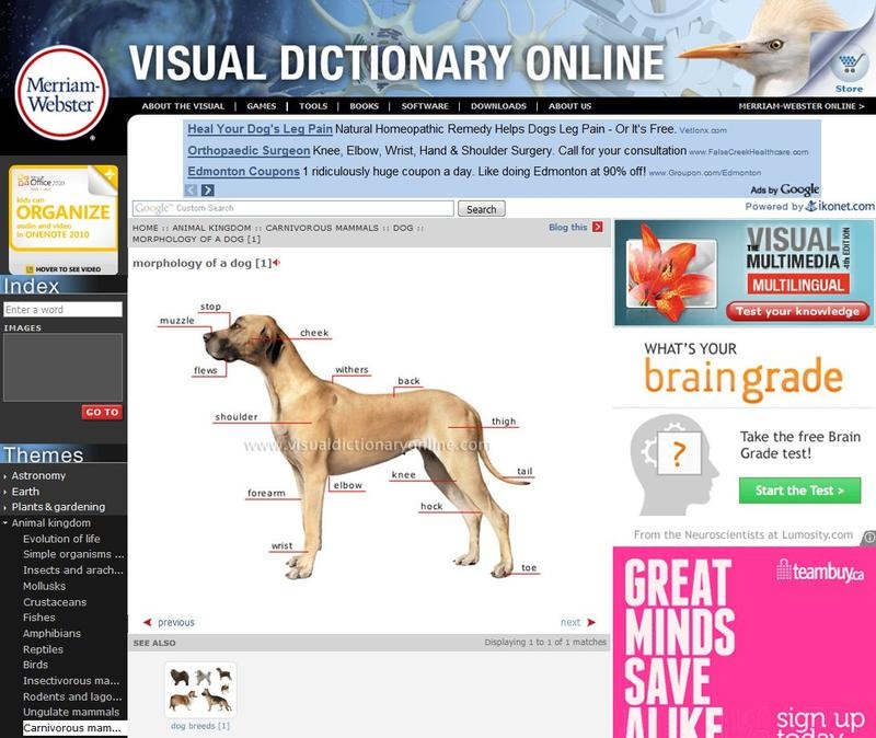 Trải nghiệm hình ảnh sinh động với từ điển Visual Merriam-webster